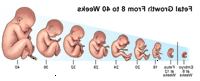Απεικόνιση που καταδεικνύει την ανάπτυξη του εμβρύου 8-40 weeks