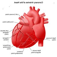 Εικονογράφηση της ανατομίας της καρδιάς, ενόψει των στεφανιαίων αρτηριών