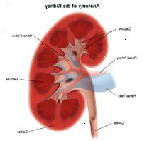 Εικονογράφηση της ανατομίας του νεφρού