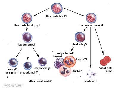 Ανάπτυξη των κυττάρων του αίματος? Σχέδιο δείχνει τα στάδια α βλαστικών κυττάρων αίματος περνά μέσα για να γίνει μια ερυθροκυττάρων, αιμοπεταλίων ή λευκών αιμοσφαιρίων. Ένα μυελοειδή βλαστικών κυττάρων γίνεται ερυθρών αιμοσφαιρίων, αιμοπεταλίων, ή ένα μυελοβλαστικά, το οποίο στη συνέχεια γίνεται μια κοκκιοκυττάρων (τα είδη των κοκκιοκυττάρων είναι ηωσινόφιλα, βασεόφιλα και ουδετερόφιλα). Ένα λεμφοειδή βλαστικών κυττάρων γίνεται λεμφοβλαστών και στη συνέχεια γίνεται ένα Β-λεμφοκύτταρο, Τ-λεμφοκυττάρων, ή φυσικών κυττάρων δολοφόνων.