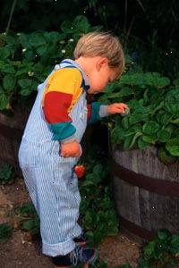 Εικόνα του νεαρού αγοριού που μαζεύουν φράουλες