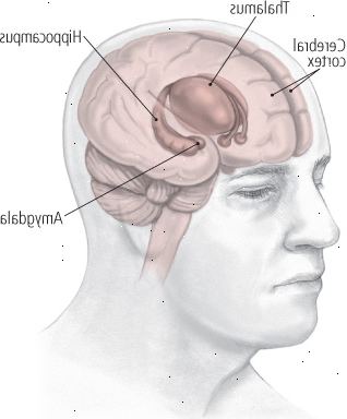 Περιοχές του εγκεφάλου που επηρεάζονται από κατάθλιψη