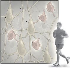 Η άσκηση και η νευρογένεση