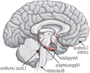 Ο εγκέφαλος και το άγχος