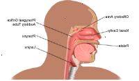 Ανατομία της μύτης και του λαιμού