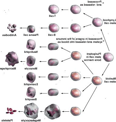 Ειδικευμένων λευκών κυττάρων του αίματος