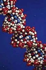 Εικόνα ενός μοντέλου του ένα σκέλος του DNA, μεγεθύνονται