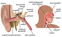 Ανατομία του αυτιού, τη μύτη και το λαιμό