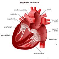 Εικονογράφηση της ανατομίας της καρδιάς, ενόψει των βαλβίδων