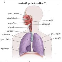 Εικονογράφηση της ανατομίας του αναπνευστικού συστήματος