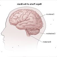 Εικονογράφηση πλάγια όψη του εγκεφάλου και των διαιρέσεων μέσα εγκεφάλου, η παρεγκεφαλίδα και το εγκεφαλικό στέλεχος