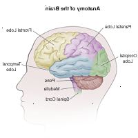Εικονογράφηση της ανατομίας του εγκεφάλου, των ενηλίκων