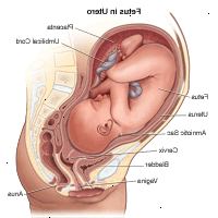 Εικονογράφηση του εμβρύου