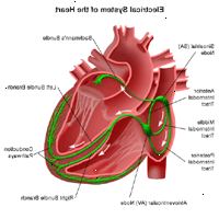 Εικονογράφηση του ηλεκτρικού συστήματος της καρδιάς